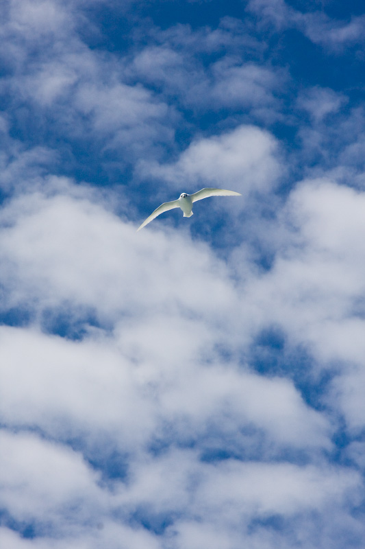 Snow Petrel In Flight